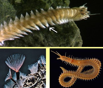 <p>What Phylum and Class is this?</p>