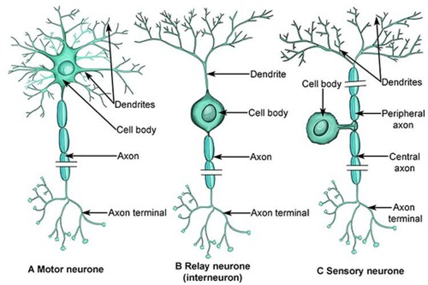 <p>Carry signals from the CNS to muscles or glands to cause a response (movement, secretion, etc.).</p>