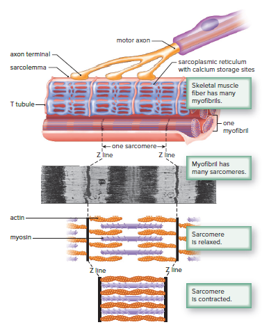 Skeletal muscle fiber structure and function.