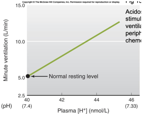<p>acidosis stimulates ventilation at peripheral chemoreceptors</p><ul><li><p><span style="background-color: transparent;"><span>acidosis can be unrelated to breathing (ex. diabetes)</span></span></p></li><li><p><span style="background-color: transparent;"><span>pH should be 7.4</span></span> </p></li></ul><p></p>