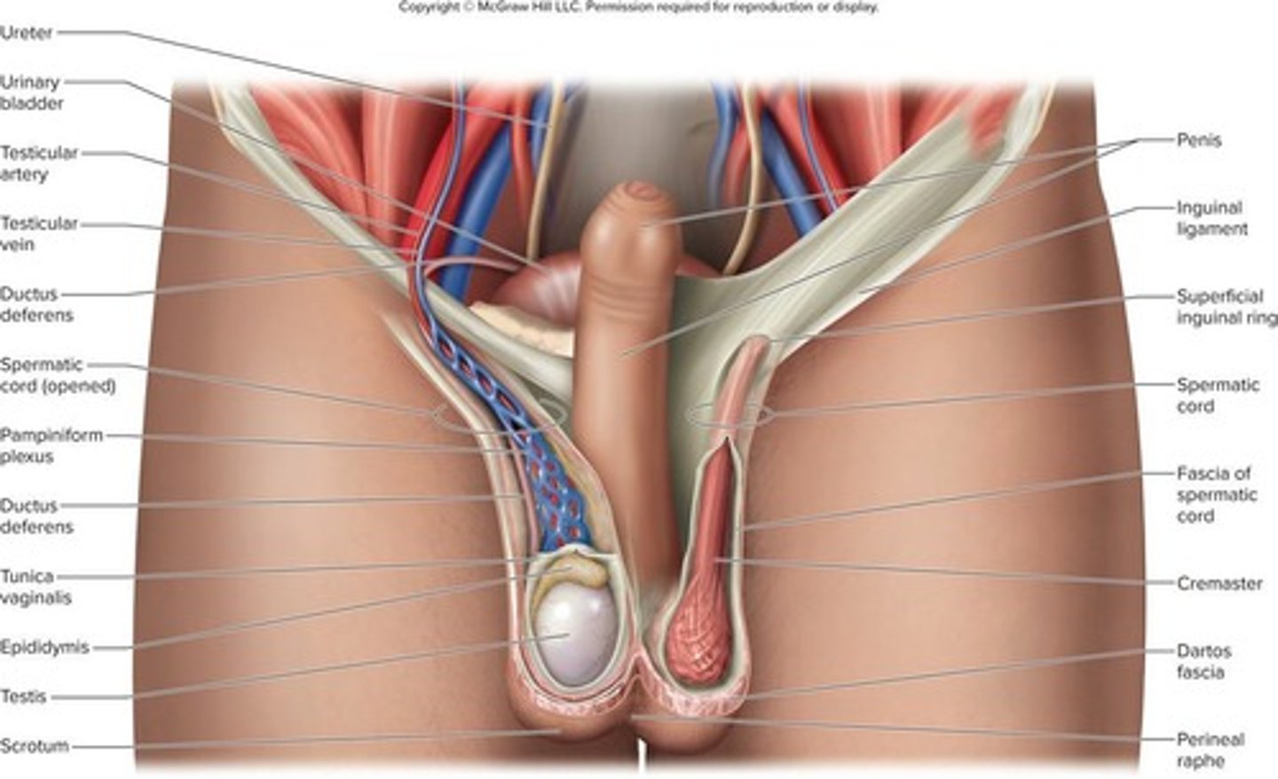 <p>The penis.</p>