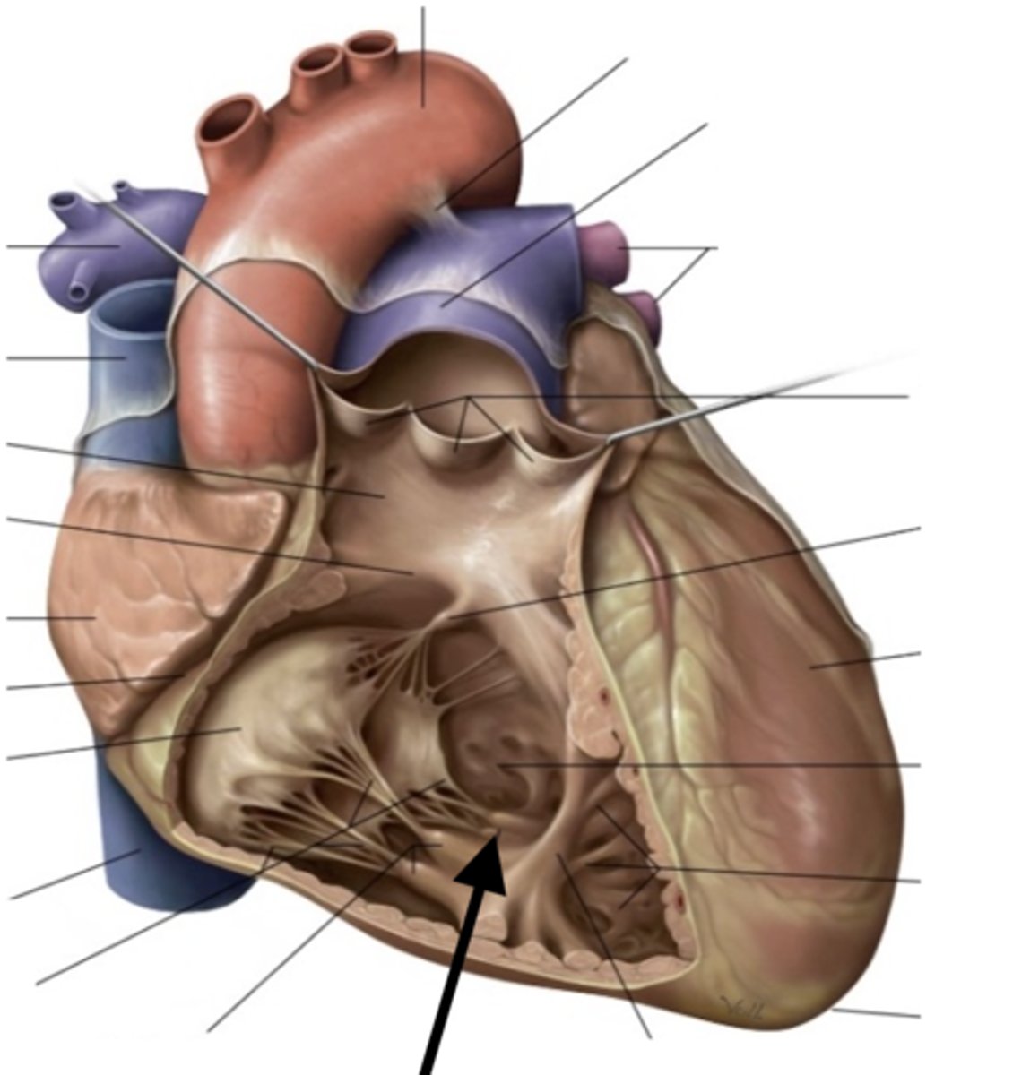 <p>they tug at your heart strings</p><p>carrot</p>