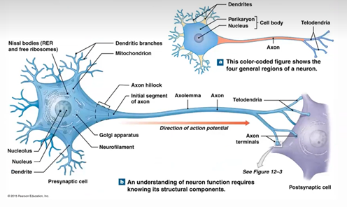<p><span>-</span><span style="font-size: 7pt; font-family: &quot;Times New Roman&quot;">&nbsp;&nbsp;&nbsp;&nbsp;&nbsp;&nbsp;&nbsp; </span><span style="font-family: Arial, sans-serif">continue to create action potential along the length of the axon</span></p><p class="MsoListParagraphCxSpMiddle"><span>-</span><span style="font-size: 7pt; font-family: &quot;Times New Roman&quot;">&nbsp;&nbsp;&nbsp;&nbsp;&nbsp;&nbsp;&nbsp; </span><span style="font-family: Arial, sans-serif">They also have no centrioles</span></p><p class="MsoListParagraphCxSpLast"><span>-</span><span style="font-size: 7pt; font-family: &quot;Times New Roman&quot;">&nbsp;&nbsp;&nbsp;&nbsp;&nbsp;&nbsp;&nbsp; </span><span style="font-family: Arial, sans-serif">They don’t undergo mitosis, so they can’t make copies of themselves</span></p>