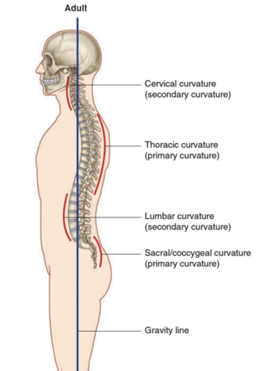 <ul><li><p>Primary Curvatures</p><ul><li><p>curve posteriorly: thoracic and sacral kyphosis</p></li></ul></li><li><p>Secondary curvatures</p><ul><li><p>curve anteriorly: cervical and lumbar lordosis</p></li></ul></li></ul><p></p>