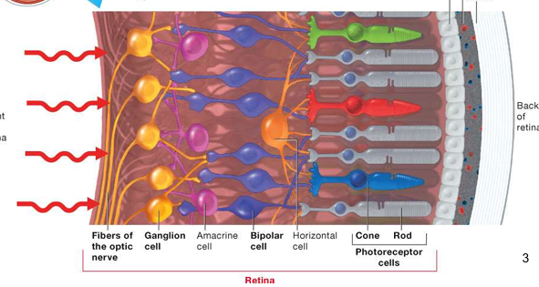 <ul><li><p>the retina is made up of layers of neuronal cells with photoreceptors at the back of the retina</p></li><li><p>Photoreceptors synapse with the <span style="color: red">bipolar cell</span> which then synapse with retinal <span style="color: red">ganglion cells </span>which takes the electrical signal from the retinal to the brain via the <span style="color: red">axon </span>(yellow) which goes across the front of the retina &amp; leave at the optic nerve to take the information onto the brain</p></li></ul><p></p>