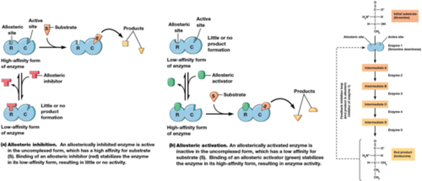 <p>1) allosterische inhibitie (klein molecule bindt aan allosterische site op enzyme) => conformatie verandert stopt product ontwikkeling</p><p>2) allosterische activatie (het enzyme gaat van lage affiniteit naar substraat naar hoge affinitiet naar substraat door binding molecule aan allosterische site</p><p>3) regeling via terugkoppelingsinhibitie (feedback inhibition)</p><p>De allosterische inhibitor is een product gevormd op een ander moment van de keten</p><p>(De allosterische inhibitor is noch substraat, noch product van het enzyme dat geïnihibeerd wordt)</p>