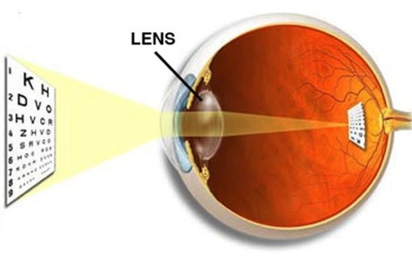 <p>The process involving the relaxation and contraction of ciliary muscles to change the focal distance to the retina.</p>