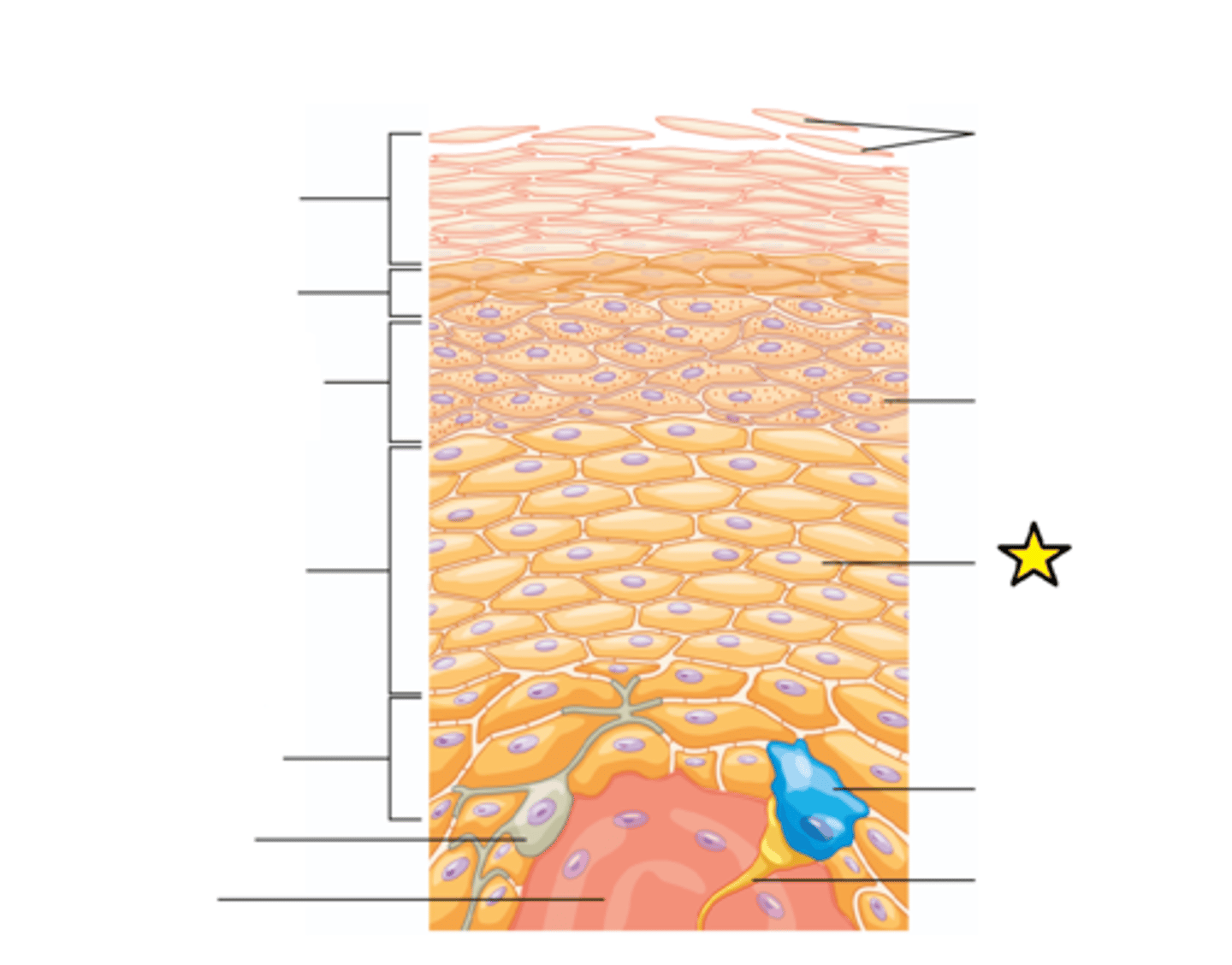 <p>Found in the basal layer (stratum basale) of the skin are sometimes referred to as "basal cells"; The predominant cell type in the epidermis.</p>