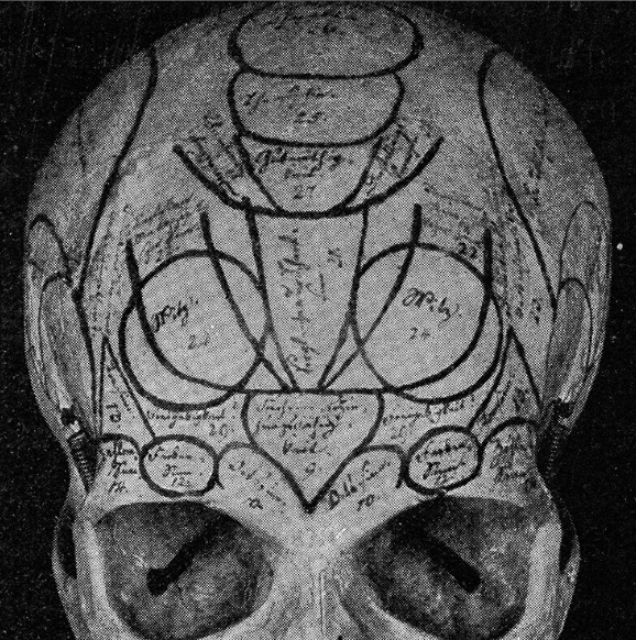 <p>It was divided into 27 separate "organs,” with each organ corresponding to a discrete faculty. </p><p>Of these, 19 were shared with other animal species, and 8 were specific to humans.</p>