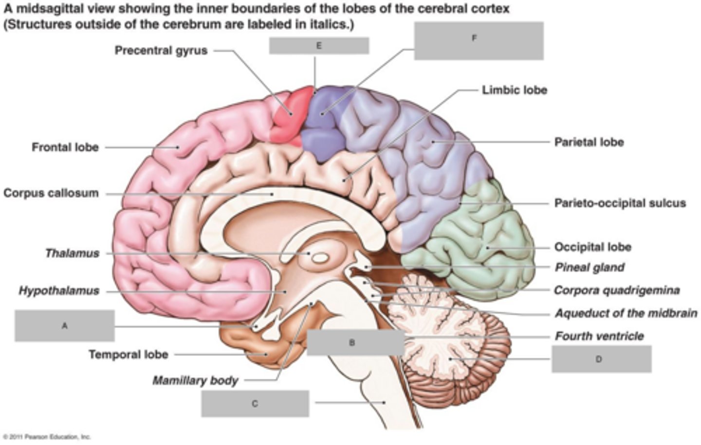 <p>Medulla Oblongata</p>