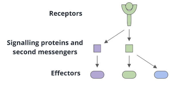 <ul><li><p>a single receptor can interact with multiple signalling proteins or second messengers</p></li></ul><p></p>