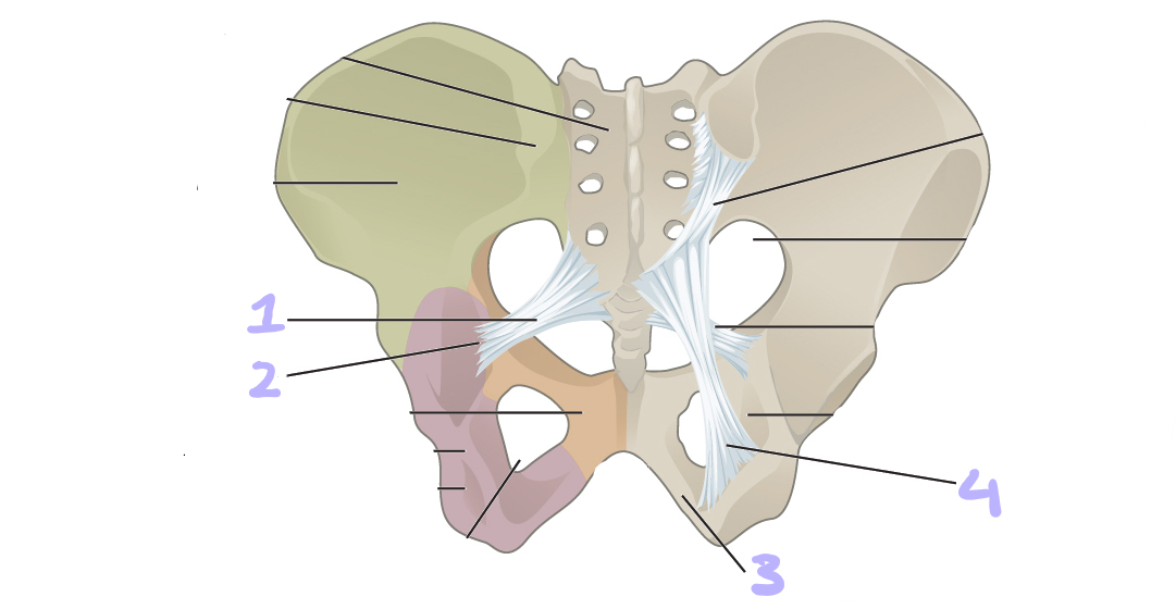 <p>identify structures 1-4</p>