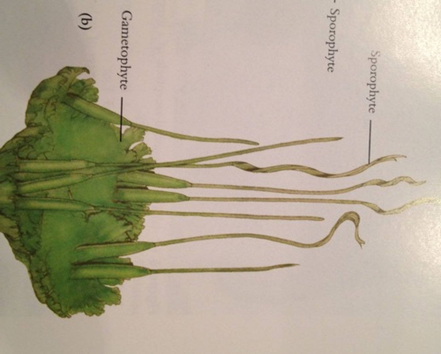 <p>Separate line of evolution from Hepatophyta and Bryophyta</p><p>• Dominant thalloid gametophyte with sunken archegonia &amp; antheridia -</p><p>superficially resembles thalloid liverwort</p><p>-One large chloroplast with pyrenoid</p><p>-Sporophyte photosynthetic, very long sporangium (horn)</p><p>-Has stomata with guard cells. o May grow indeterminately.</p>