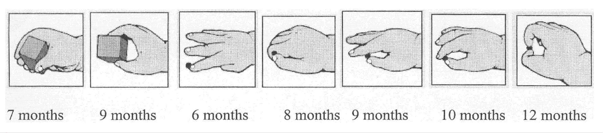 Gets to a sitting position by themselves • Uses fingers to “rake” food towards himself • Sits without support. Crawls%%. Inferior pincer grasp%%