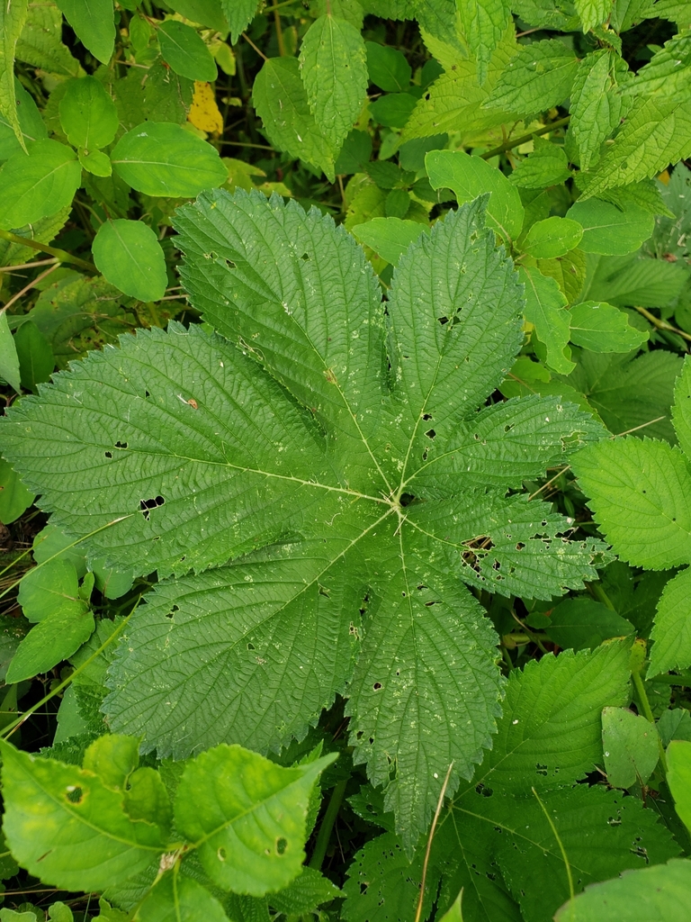 <p>On MN eradicate list.</p>