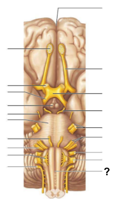 <p>The __________ connects the <strong>cerebrum</strong> to the <strong>spinal cord</strong> and <strong>contains centers that control heart rate and respiration</strong></p>