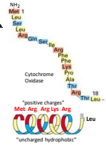 <p>Every 4 to 5 residues. </p>