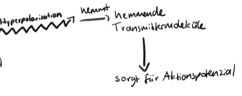 Da deutlich weniger Na+ Ionen in das Stäbchen eindringen können entsteht eine Hyperpolarisation. Diese sorgt dafür, dass hemmende Transmittermoleküle an der Synapse gehemmt werden --> es entsteht ein Aktionspotenzial