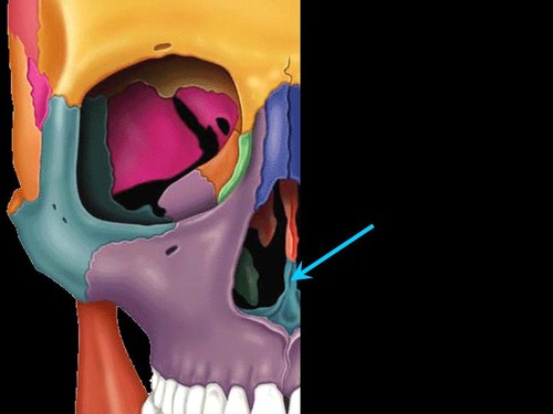 inferior half of nasal septum
supports cartilage of nasal septum
1 bone