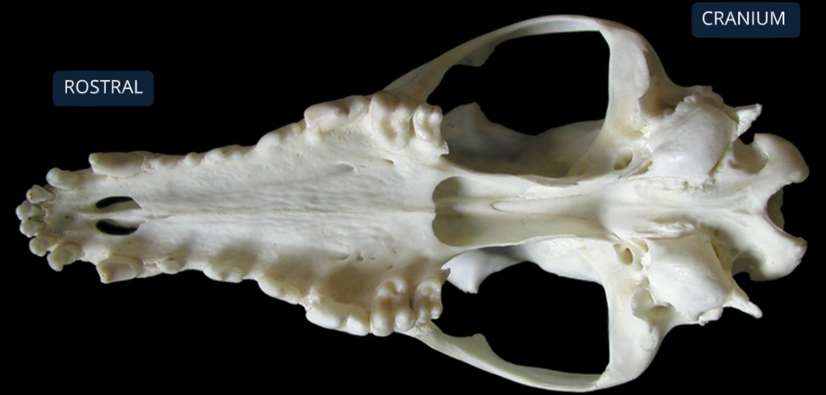 <ol><li><p>maxilla: supports canine, premolar, molar teeth </p></li><li><p>vomer: ossified ventral part of nasal septum</p></li></ol><p></p>