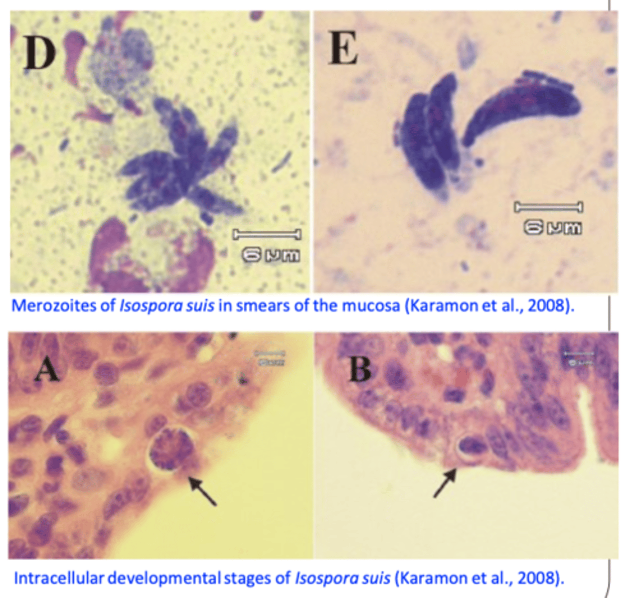 <p>Dead animals</p><p> Gut scrapings  endogenous stages (the amount of endogenous stages might be low relative to the pathological effects);</p><p> Histopathology:</p><p>Differential diagnosis</p><p> Enteropathogenic E. coli, Clostridium perfringens type 3, Strongyloides ransomi, rotivirus etc.</p>