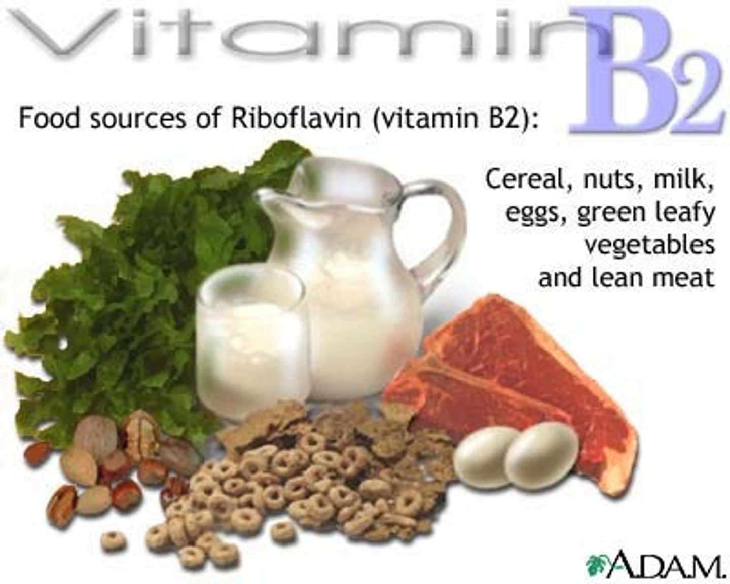 <p>a B vitamin active in the body's energy-releasing mechanisms</p>