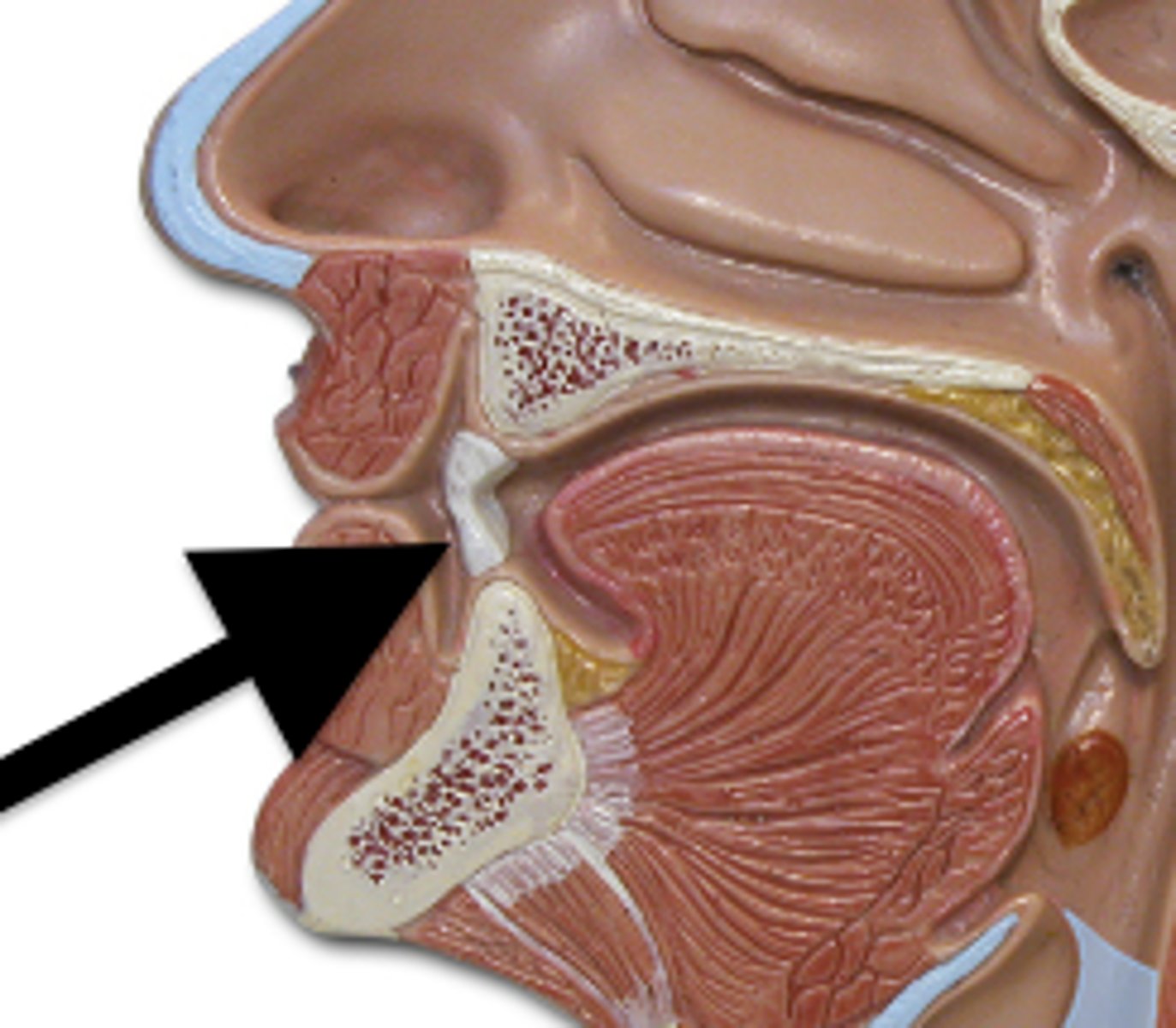 <p>mechanical digestion</p>