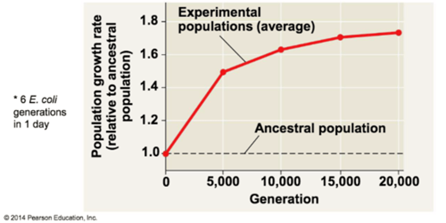 <p>Population growth rate of the experimental populations always exceeded that of the ancestral population after the first generation.</p><p>2 multiple choice options</p>