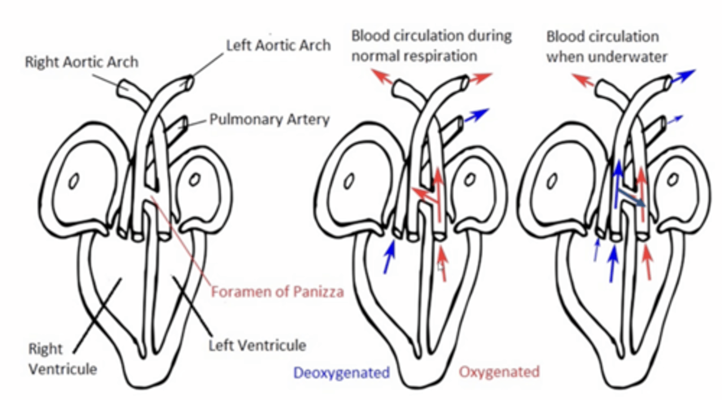 <p>1. Seals the pharyngeal cavity while under water to prevent aspiration. Consists of Velum palati (Ventral flap of soft palate) &amp; Gular fold (ventral compartment)</p><p>2. Diaphragm-like muscle. Separates thoracic and abdominal cavities</p><p>3. No Bladder</p><p>4. 4 Chambered. Have 2 aortas with Foramen of Panizza Between Left and right aortic arches</p><p>5. Allows conservation of Oxygen &amp; supplies oxygen to the body</p>