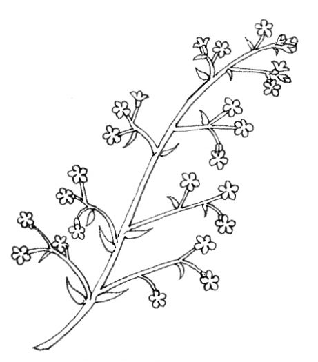 Indeterminate compound inflorescence

Elongate

Pedicels

Main axis is indeterminate

Secondary axis is indeterminate

Etc

“A raceme of racemes”