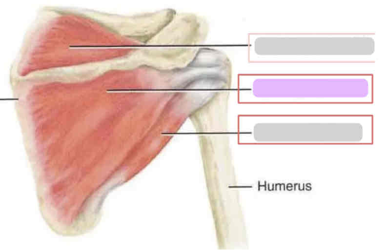 <p><span>Posterior rotator cuff (deep)</span></p>