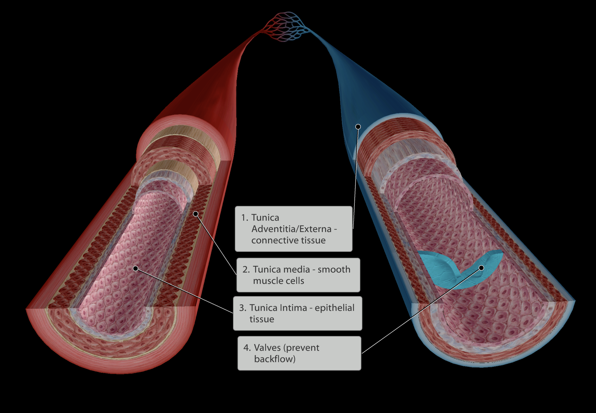 <p></p><p></p><p>4 Layers:</p><ol><li><p><strong><em>Tunica Adventitia/Externa</em></strong> - Outer layer of <u>connective</u> tissue</p><p>a. ‘tunica’ - means “coating”</p></li><li><p><strong><em>Tunica media</em></strong> - Next layer of <u>smooth muscle</u> cells</p><p>a. <strong>thicker</strong> layer in <strong>arteries</strong> compared to veins</p></li><li><p><strong><em>Tunica Intima</em></strong> - Inner layer of <u>epithelial</u> tissue</p><p>a. Simple epithelium to maximise gas exchange/nutrient and waste exchange</p></li></ol><p></p>