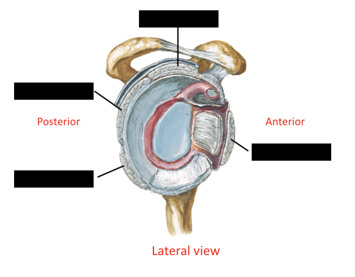 <p>rotator cuff muscles</p>