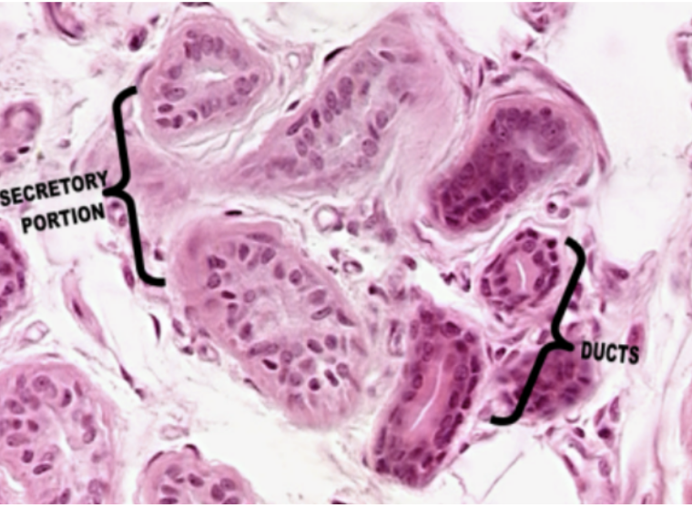 <p>What glands is visible in this slide?</p>