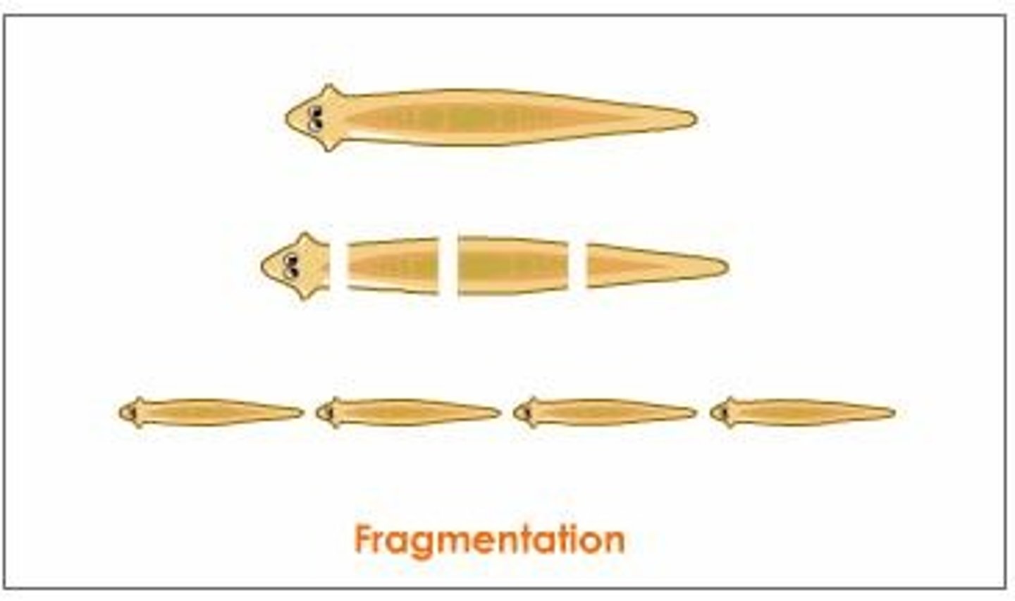 <p>part of adult breaks off and regenerates into new organism; sea stars, flatworms, poriferans (sponges)</p>