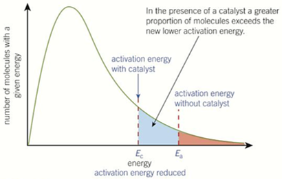<p>-curve does <strong>not change</strong> but <strong>activation energy is lower</strong></p><p>-<strong>catalysts lower </strong>the activation energy needed so more molecules have <strong>energy greater than activation energy</strong></p>