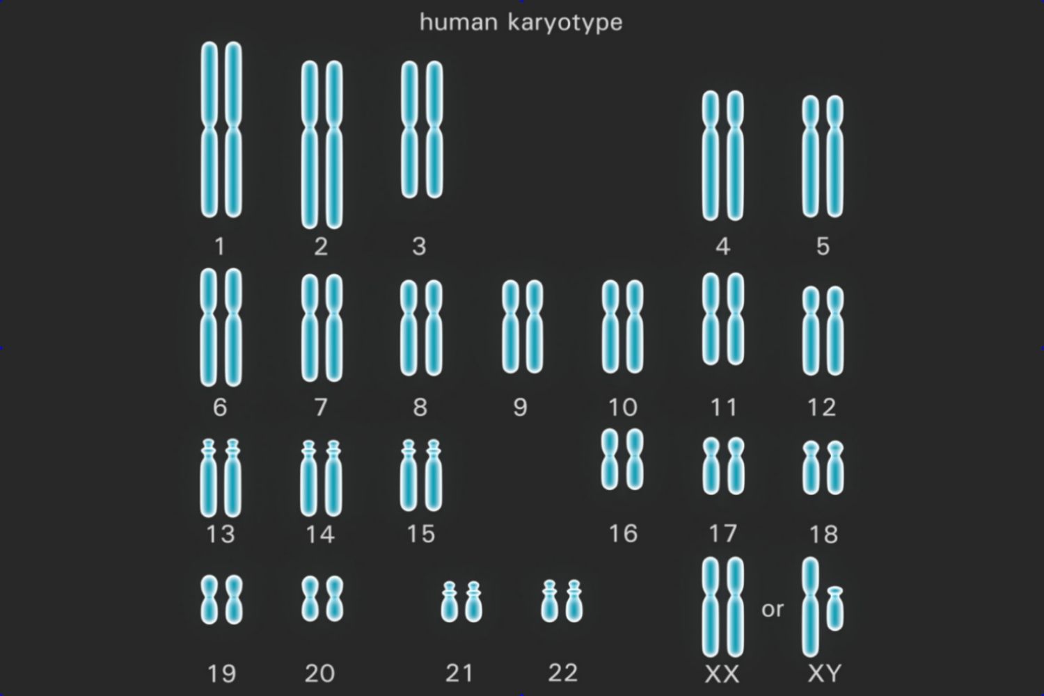 46 total chromosomes (23 pairs), inherited from both parents.