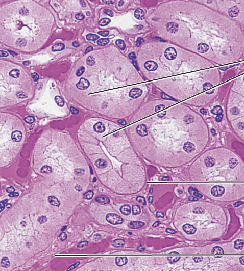 <p>What tissue type does this image depict?</p>