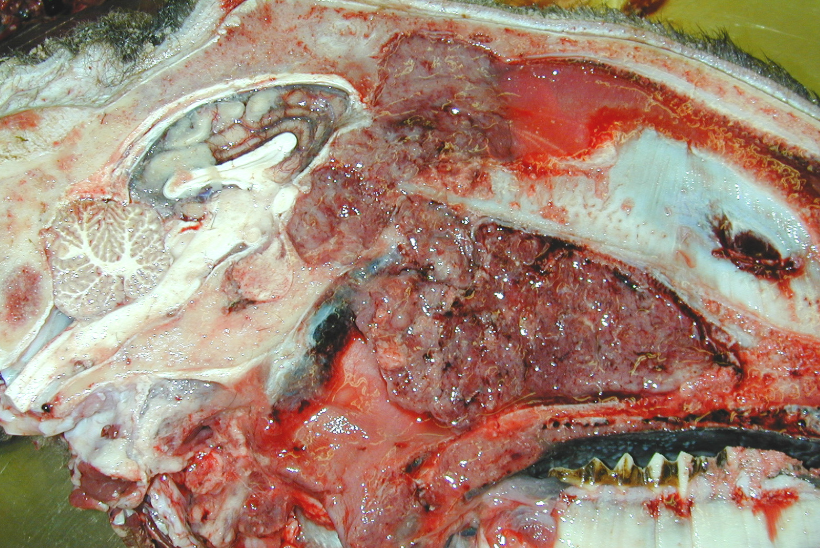 <p>Sheep. MDX and a cause? </p>