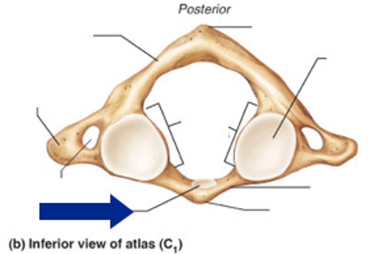 <p>atlas</p>