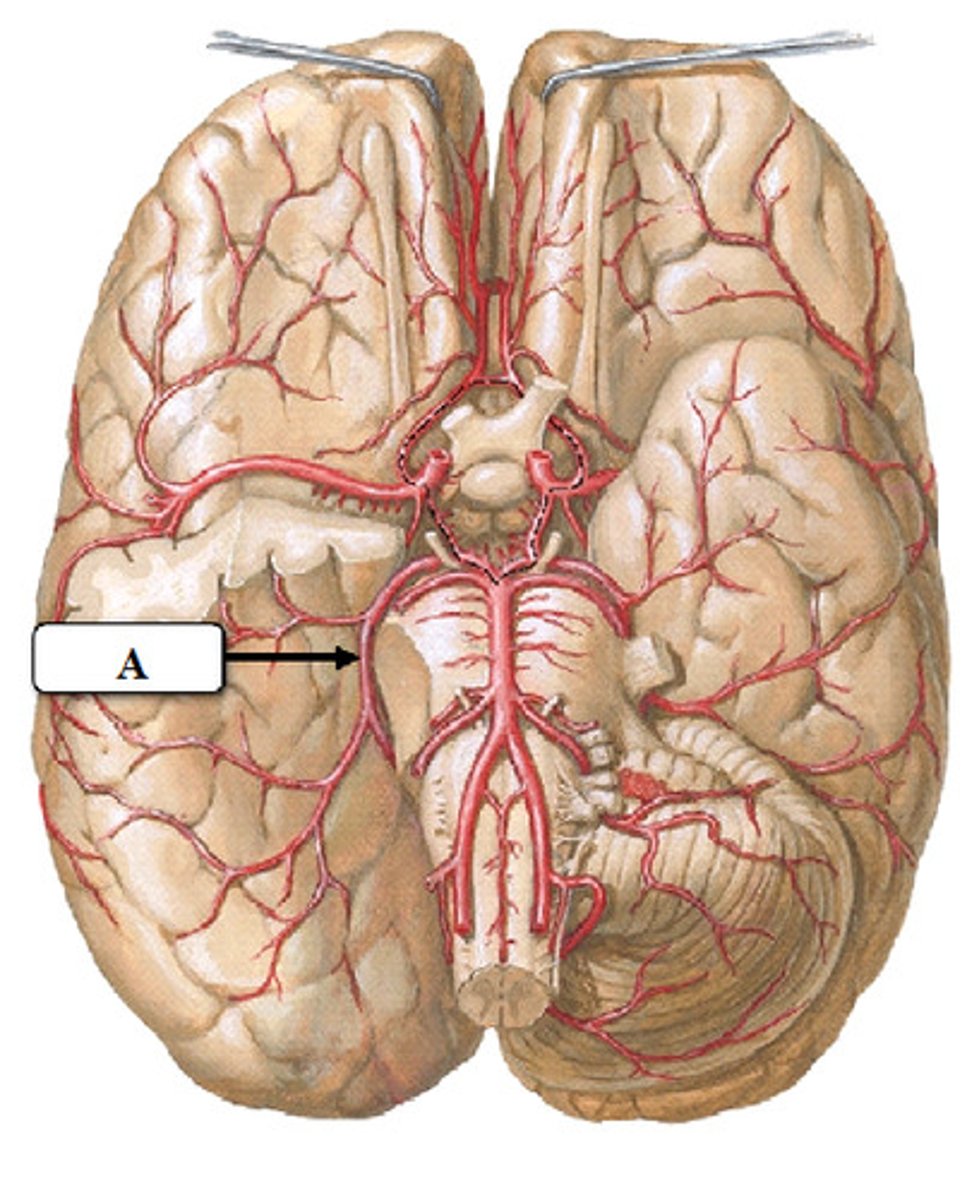 <p>Two large arteries, arising from the basilar artery, that supply the posterior aspect of the brain, including the occipital lobes, as well as the inferior portion of the temporal lobes.</p>