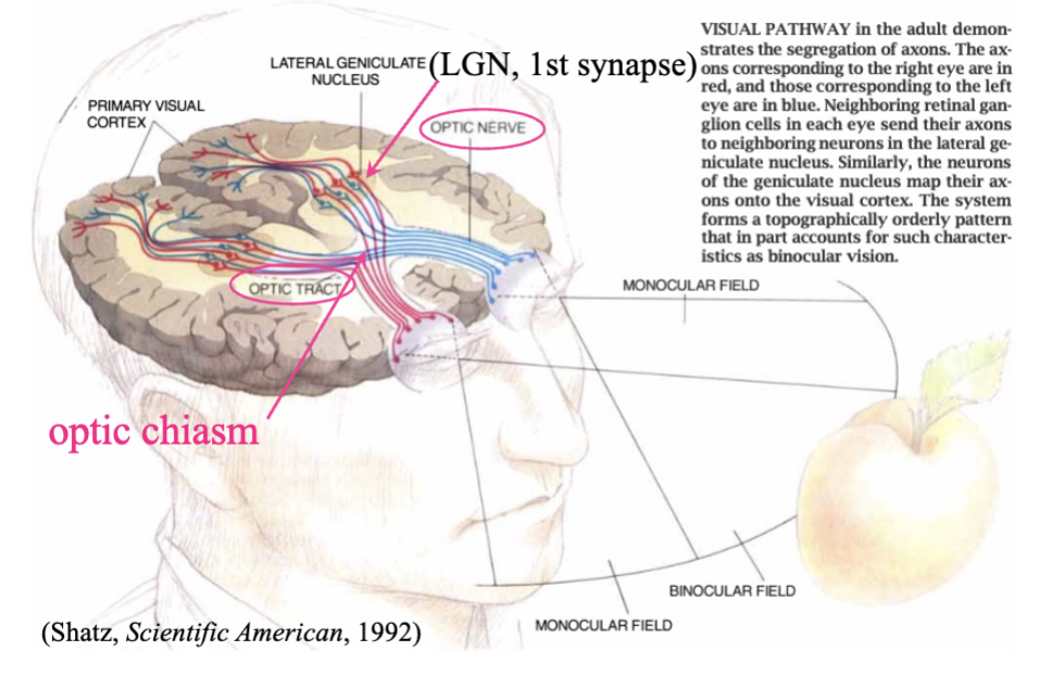 <ol><li><p>axons from nasal half of each eye cross over to opposite side of brain, axons from temporal half of each eye stat on same side</p></li><li><p>optic chiasm: where nerves from each eye meet</p></li><li><p>optic tract: where nerves from both eyes travel to the LGN</p></li><li><p>lateral geniculate nucleus: 1st synapse, carried by optic radiations</p></li><li><p>primary visual cortex/V1/striate cortex/area 17</p></li></ol><p></p>