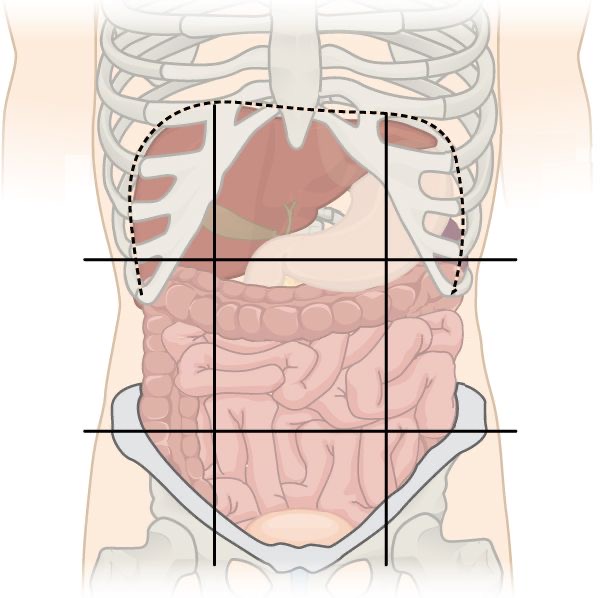 <p>belly</p>