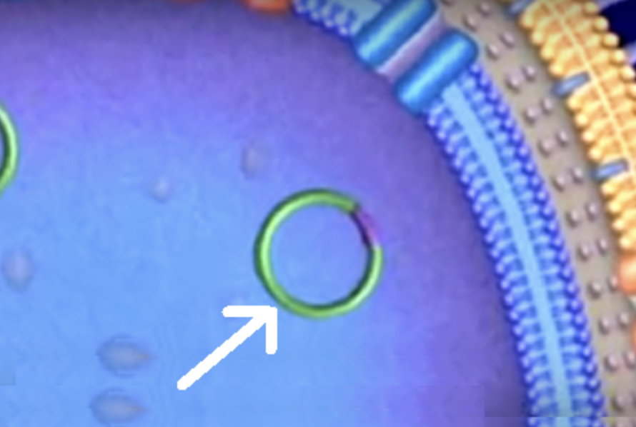 <p>What is this small circle of DNA that can contain genes to create antibiotic resistance?</p>