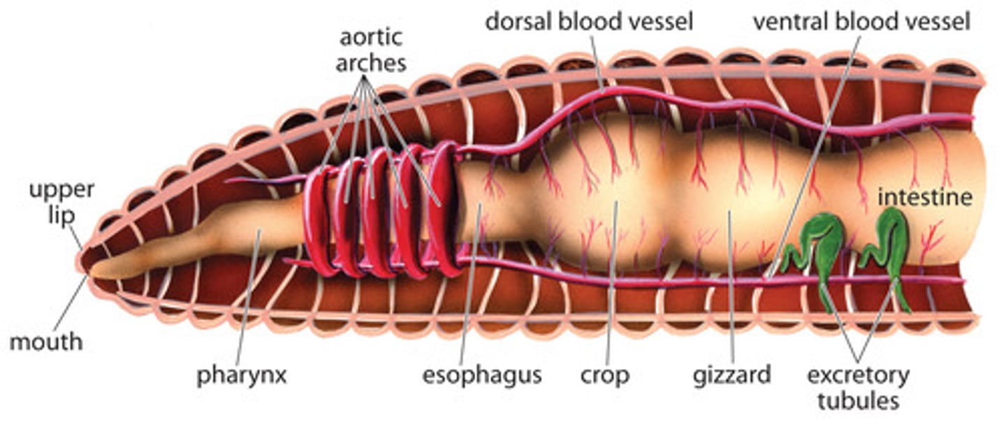 <p>aortic arches: pump blood</p>