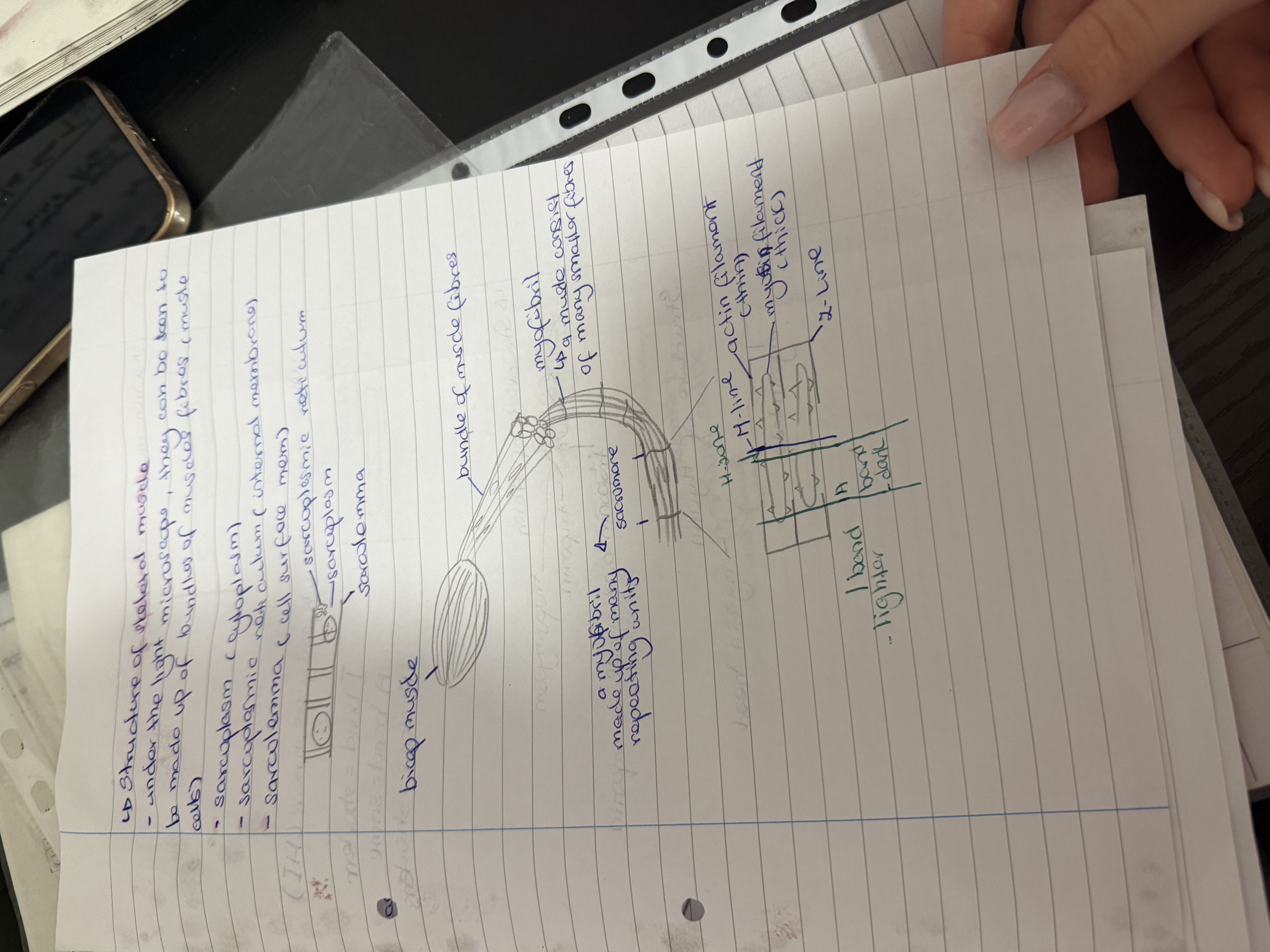 <p>-under the light microscope are seen as a bundle of muscle fibres (muscle cells) </p><p></p><p></p>