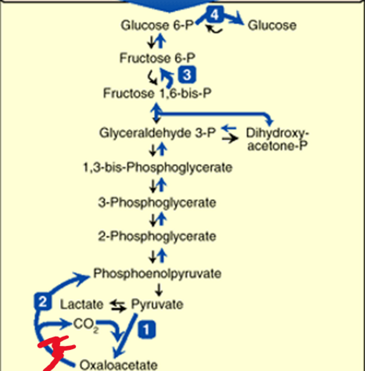 <p>-carboxylation of pyruvate (Pyruvate carboxylase) <br>-transport of OAA to cytosol <br>-Decarboxylation of cytosolic OAA (PEP carboxykinase= PEPCK)<br><br>4 unique rxns<br>pyruvate->OAA w/ CO2<br>OAA->PEP w/ PEPCK<br>F1,6 BP -> fructose 6-P<br>Glucose 6-P - > glucose</p>