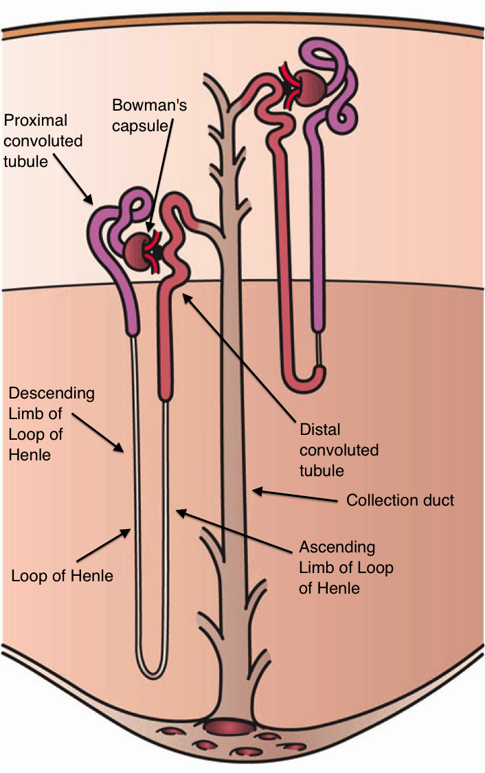 <p><span style="color: rgb(43, 49, 80)">Which of the following is the correct sequence of transport of filtrate from the nephrons to the renal pelvis?</span></p>