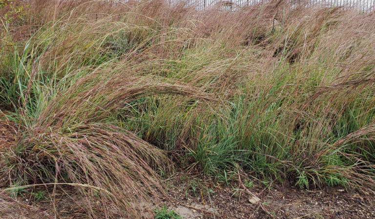 <p>blue-purple stems in ideal conditions, short bushy inflorescence, shorter than indian grass</p>