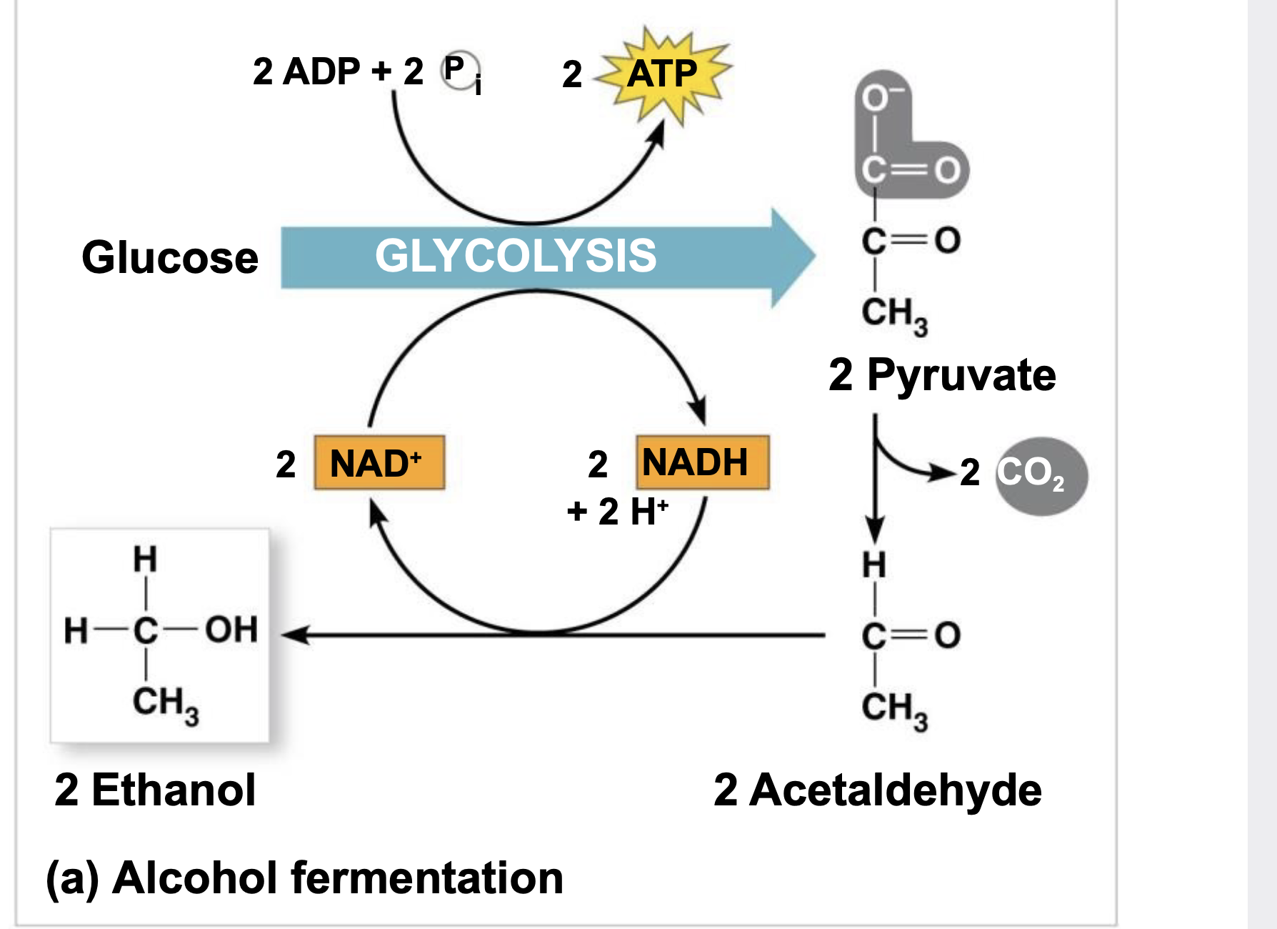 pyruvate is converted to ethanol in two steps \n ,The first step releases CO2 \n .The second step produces ethanol \n .Alcohol fermentation by yeast is used in brewing, winemaking, and baking